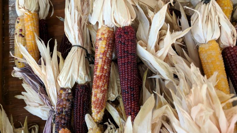 Corn on a wagon
