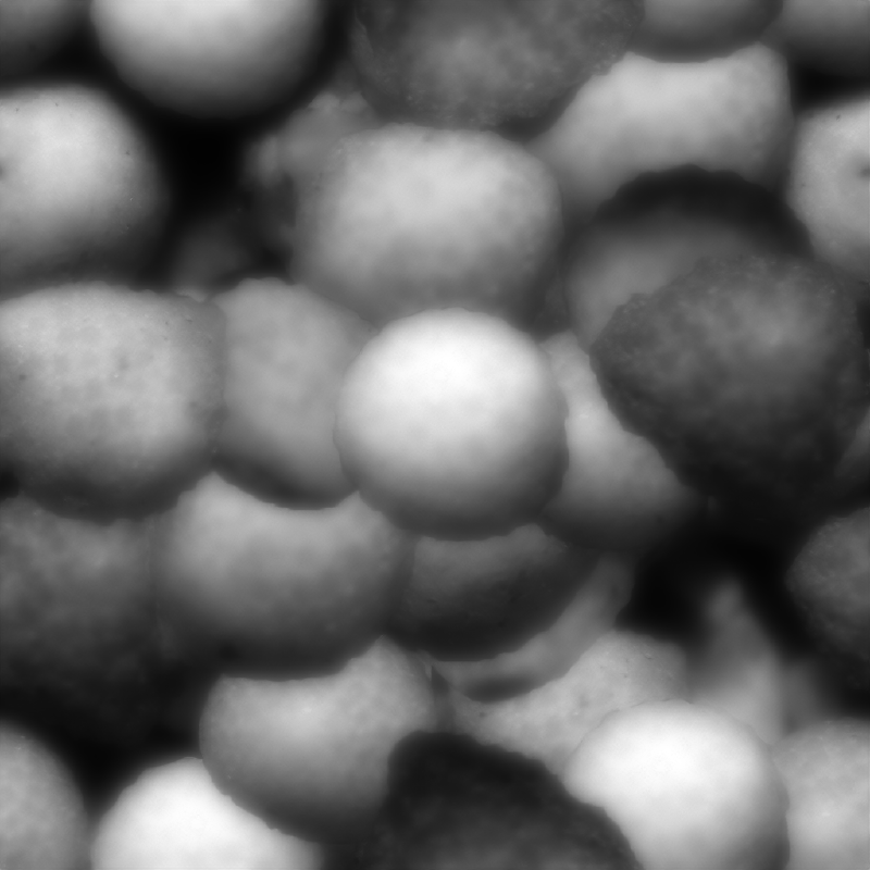 Shell Texture Bump Map