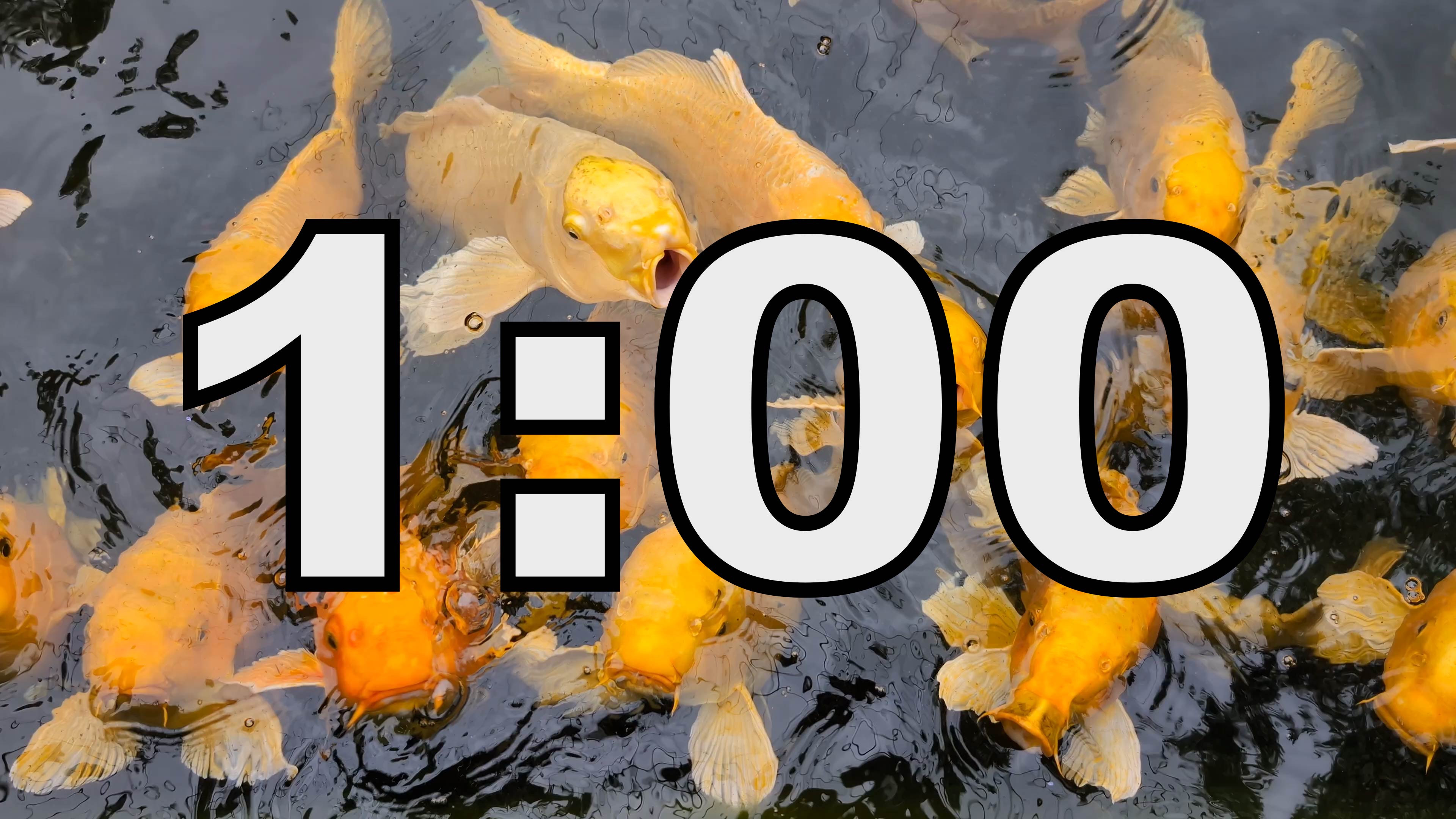 1 Minute Timer Gold Koi Fish