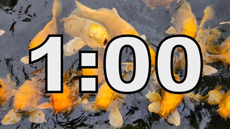 1 Minute Timer Gold Koi Fish